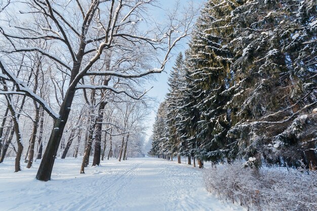 Malerischer Weg durch die gefrorenen Kiefern und ruhigen Bäume im Winter.