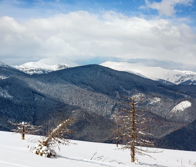 Malerischer Winterbergblick vom Skupova-Berghang mit einigen verwelkten Windschutzbäumen Ukraine-Blick auf die Karpaten des Chornohora-Kamms
