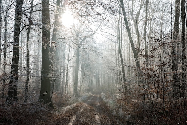 Malerischer Winterwald am Morgen Die Bäume sind mit Reif bedeckt.