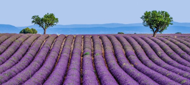 Malerisches Lavendelfeld in der Natur