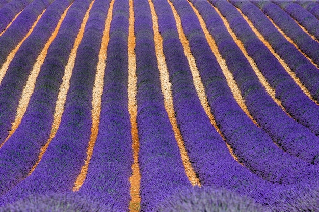 Foto malerisches lavendelfeld in der natur