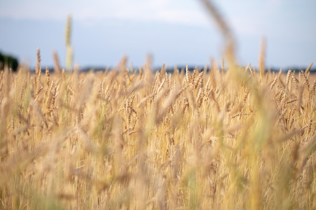 Malerisches reifes, goldbraunes Feld, gelber Weizen bei Sonnenuntergang. Getreideernte im Sommer.