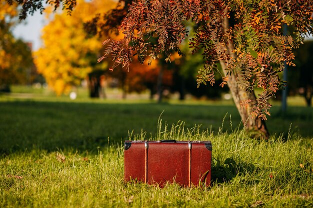 Maleta de cuero debajo del árbol