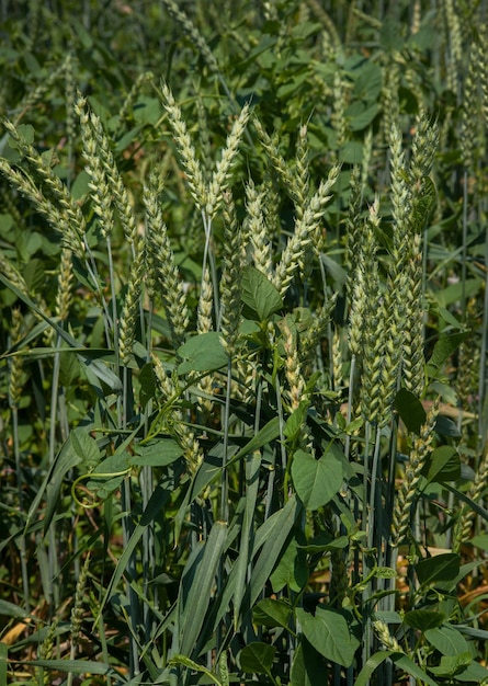 La maleza de abedul entrelaza espigas de cereales en un problema de campo en la agricultura