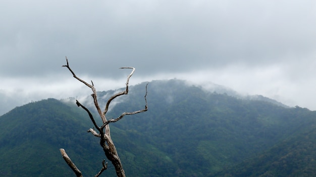 Foto maleza en el bosque