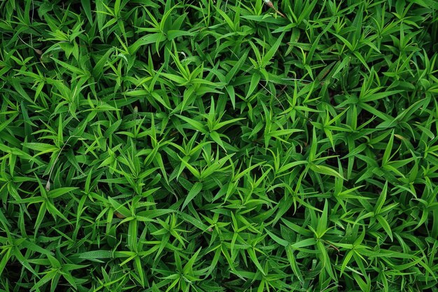 Foto la maleza en el pasto perfecto de zoysia se destaca objeto en la naturaleza campo verde exuberante