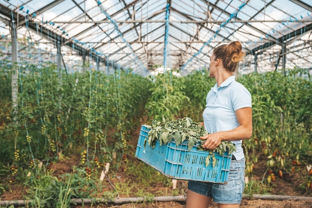 malezas en hortalizas en invernadero, cultivo de tomates