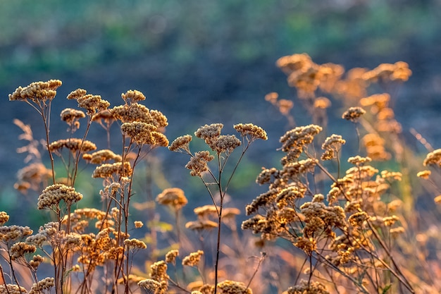 Las malezas en el jardín en un clima soleado de otoño