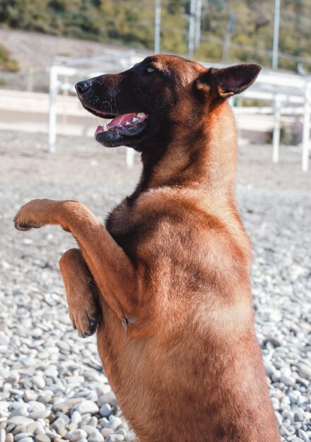 Malinois belga, un hermoso e inteligente perro de trabajo, el retrato de Malinois