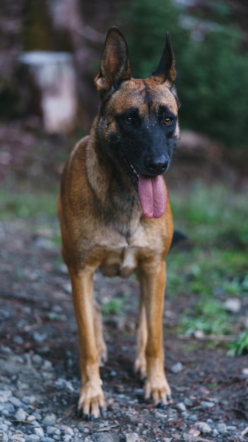 Foto malinois belga jugando en el bosque