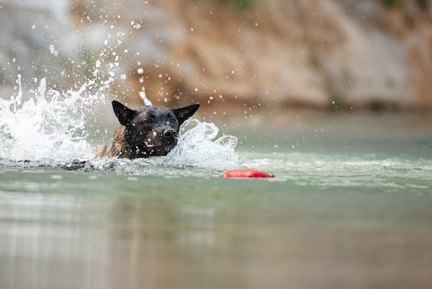 Malinois belga nadando en el lago