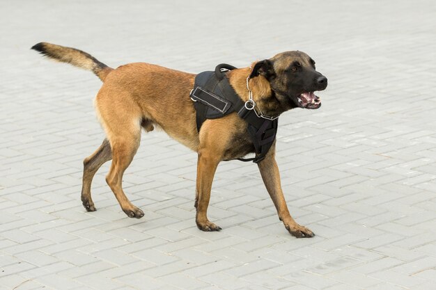 Malinois belgischer Hirte bewacht die Grenze Die Grenztruppen demonstrieren das Können der Hunde