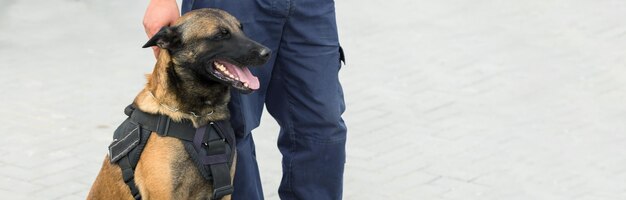 Foto malinois belgischer hirte bewacht die grenze die grenztruppen demonstrieren das können der hunde