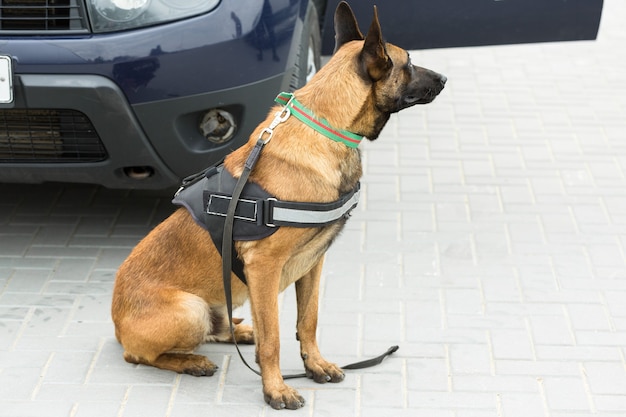 Malinois belgischer Hirte bewacht die Grenze. Die Grenztruppen demonstrieren die Fähigkeit des Hundes, Verstöße zu erkennen.