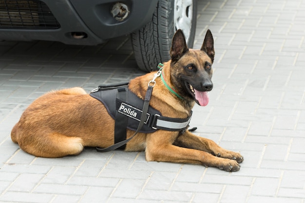 Malinois belgischer Hirte bewacht die Grenze. Die Grenztruppen demonstrieren die Fähigkeit des Hundes, Verstöße zu erkennen.