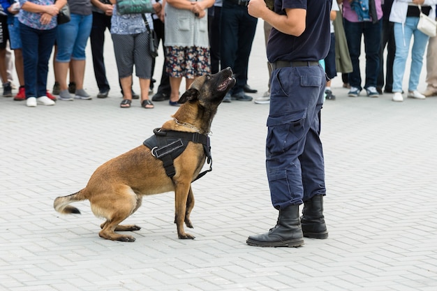 Malinois belgischer Hirte bewacht die Grenze. Die Grenztruppen demonstrieren die Fähigkeit des Hundes, Verstöße zu erkennen.