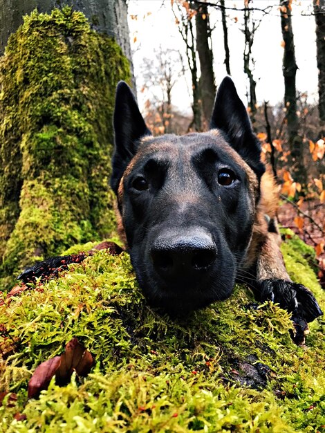 Foto malinois en el bosque