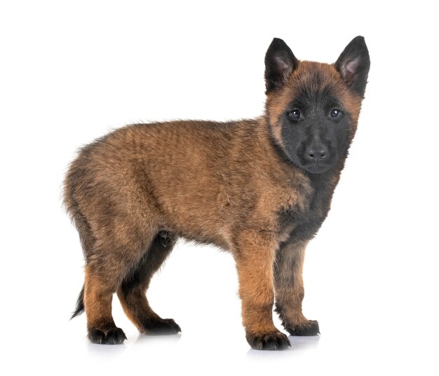 Malinois cachorrinho