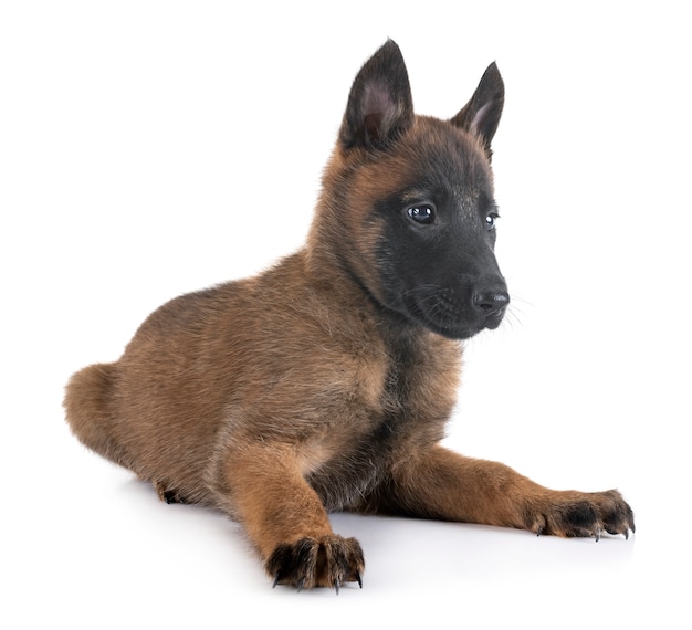 Malinois cachorrinho