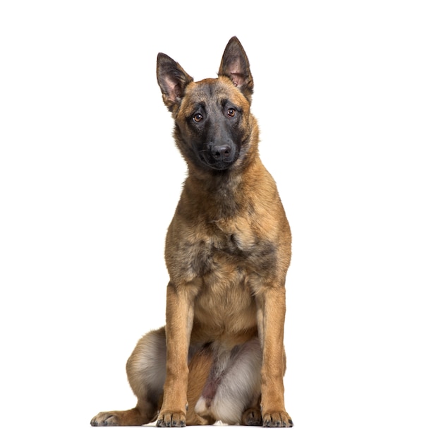 Malinois cachorro sentado