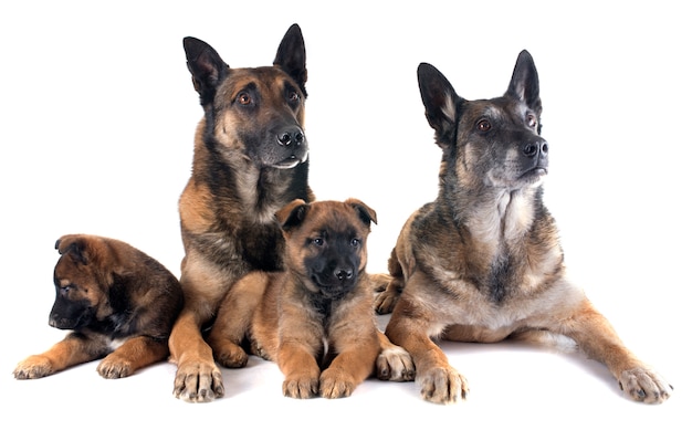 malinois da família