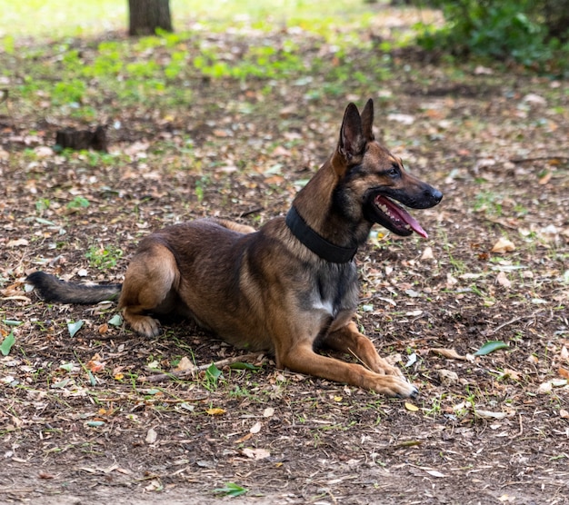 Malinois de pastor belga com a boca aberta, sentado na grama verde