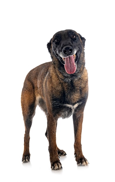 malinois em estúdio