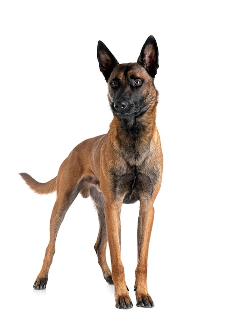 malinois em estúdio