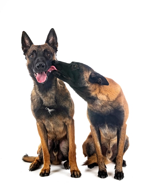 malinois em estúdio