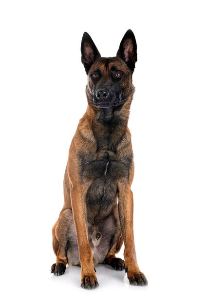 malinois em estúdio