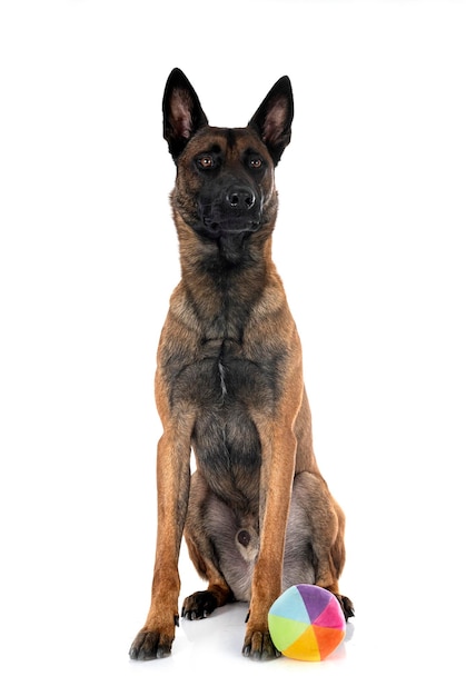 malinois em estúdio