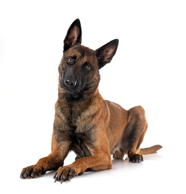 malinois em estúdio