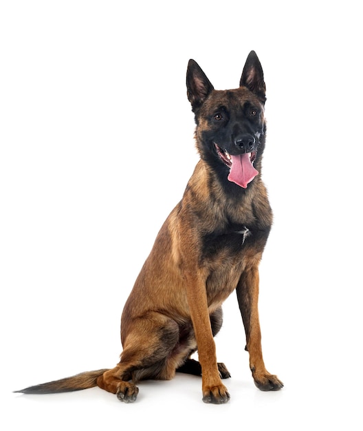 malinois em estúdio