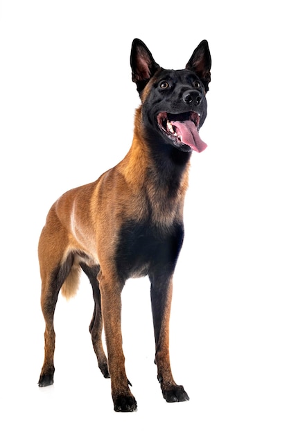 malinois em estúdio