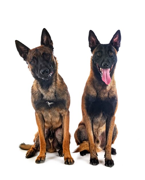 malinois em estúdio