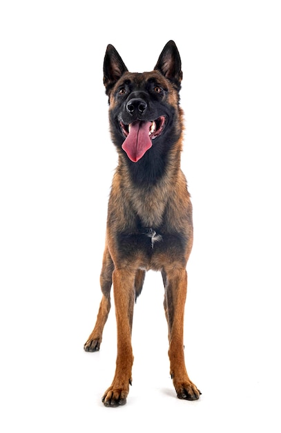 Malinois em estúdio