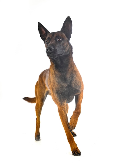 Malinois em estúdio