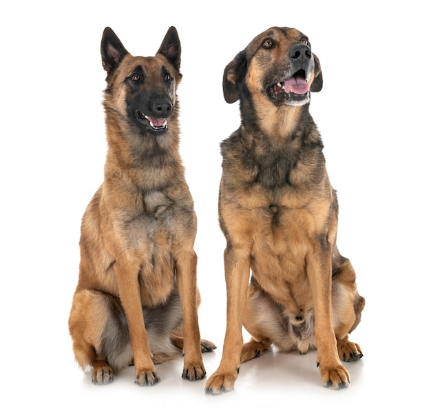 Malinois em estúdio