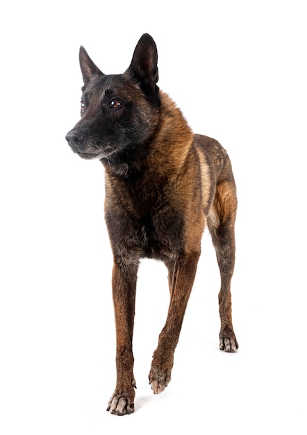 Malinois em estúdio