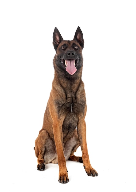 Malinois em estúdio