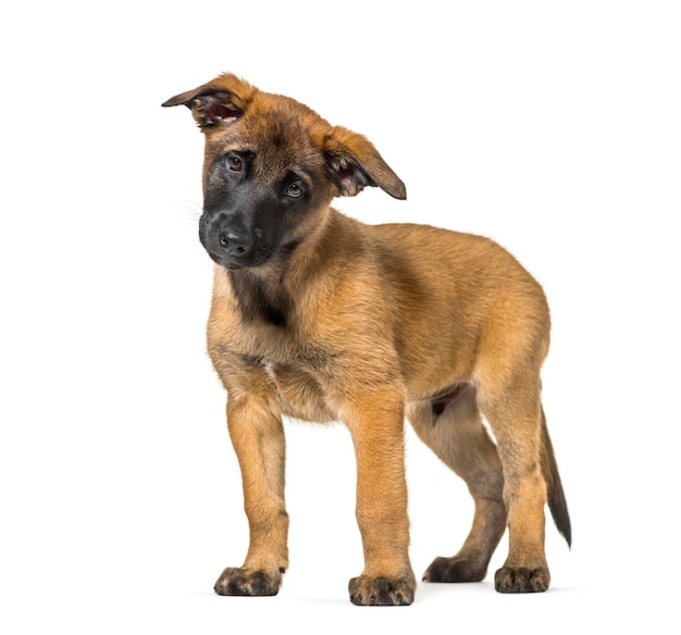 Malinois em pé contra um fundo branco