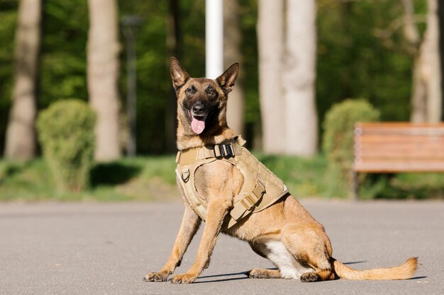 Malinois-Hund mit Weste sitzt in einem Park