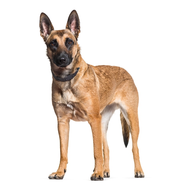 Malinois Hund stehend