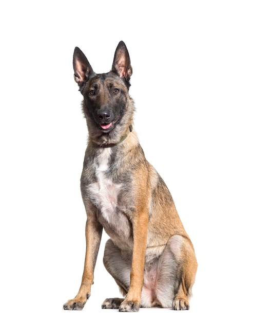 Malinois Hundesitzen