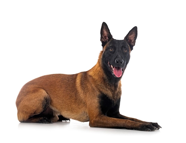 Malinois im Studio