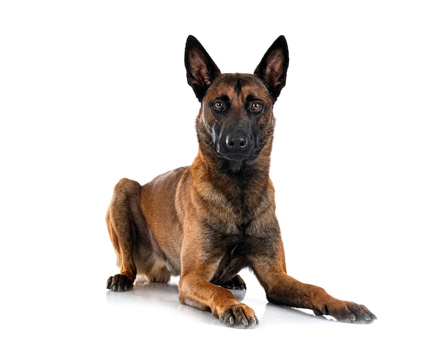 Malinois im Studio