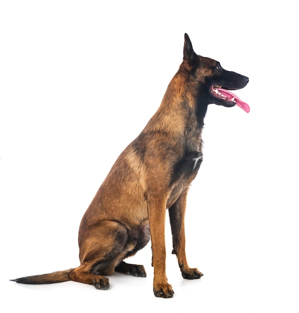 Malinois im Studio