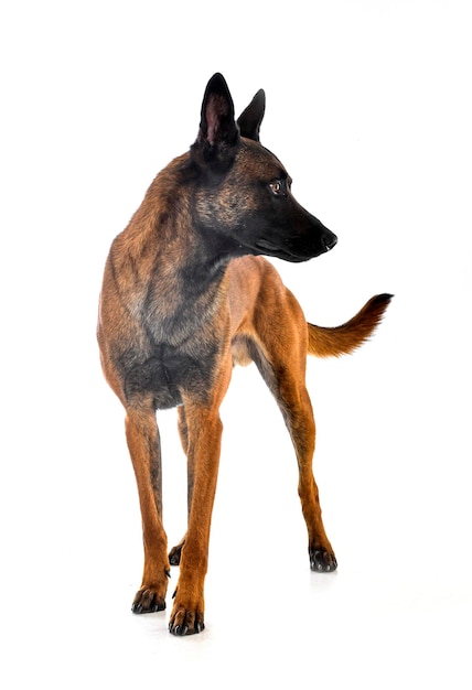 Malinois im Studio