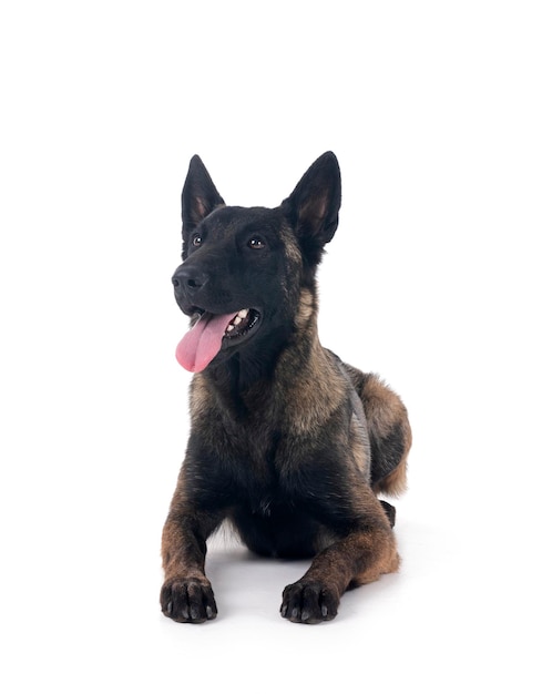 Malinois im Studio