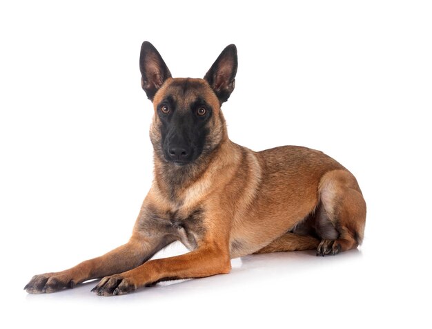 Malinois im Studio